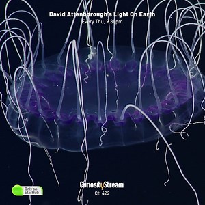 52K views · 89 reactions | Bioluminescent organisms produce and emit light in the dark, but why? To communicate? To mate? For defence? Discover why on David Attenborough’s Light On Earth, on CuriosityStream HD Ch 422. | StarHub | Facebook