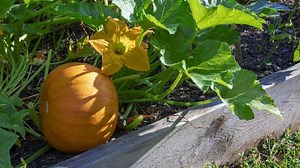 7 Cara Menanam Labu Kuning, dari Bibit hingga Panen