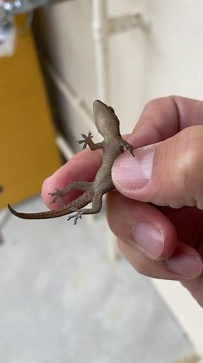 This is the correct way to catch a gecko
