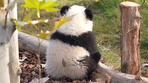 What's so special about panda paws? I just can't move my eyes away from them. #HiPanda #ChengduPandaBase #PandaFun #HowGiantPandasGrowUp For more panda information, please check out: https://en.ipanda.com | iPanda