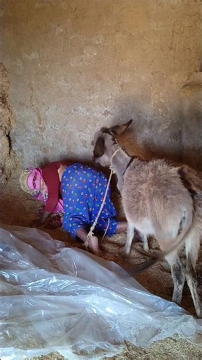 funny village shorts 😂🤣#funnydonkey #funnyshorts #youtubeshorts