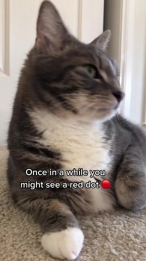 The Real Red Dot: A Cat's Ultimate Challenge