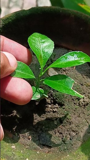 How to Care for Orange Trees (and Grow Delicious Fruit!)
