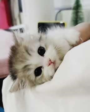 Baby cats cute and funny moment #76 | meow.YT