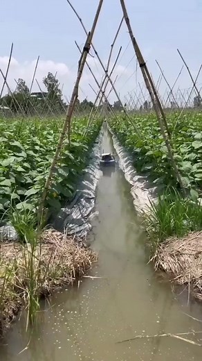 63K views · 546 reactions | Smart farmer irrigate this way? #Agriculture #innovations | Daily Post | Facebook
