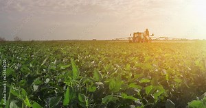 Crop sprayer spraying pesticide on a soybean field at sunset, tractor and crop sprayer protection plants to increase crop yield, slow motion
