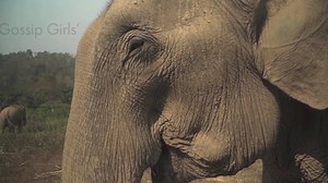 Don’t miss your chance to make a tax-deductible gift by Dec. 31st that helps free elephants from suffering. | World Animal Protection Canada