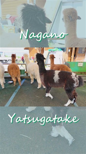 【車中泊】長野・八ヶ岳｜即売り切れの絶品駅そば！｜行ってよかった富士見の3スポット #アルパカ#ランチ #観光