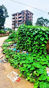 1M views · 10K reactions | পরিষ্কার-পরিচ্ছন্নতা অভিযান #waste #management #wastemanagement #Sylhet #city #corporation #reels2025 #reelsfb #reelsfypシ #everyoneactive | সিসিক বর্জ্য ব্যবস্থাপনা বিভাগ | Facebook