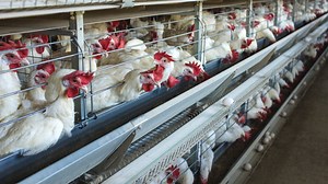 Mayo Clinic virologist offers perspective on avian influenza, bird flu, outbreak - Mayo Clinic News Network