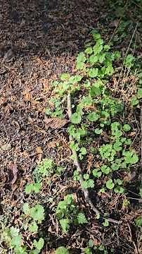 Garlic Mustard: It Just May Save Lives One Day