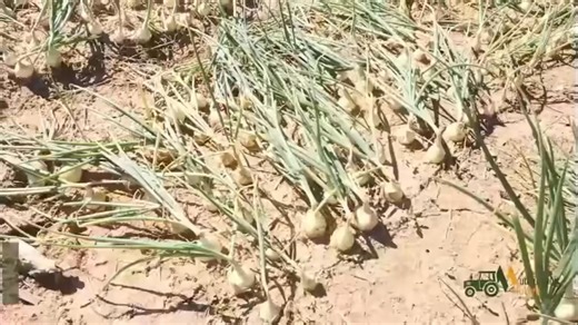 14K views · 308 reactions | Plant population is a key factor in onion production that directly affects yield and bulb quality. Proper spacing ensures each plant gets enough light, nutrients, and water, leading to uniform and marketable bulbs. | Mudhumeni Mukuru | Facebook