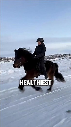Two Amazing Icelandic Horse Facts #horse #shorts