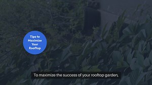 Rooftop Vegetable Gardening Tips