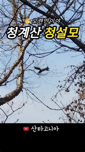 오랜만에 만난 청계산 청설모! travel south KOREA