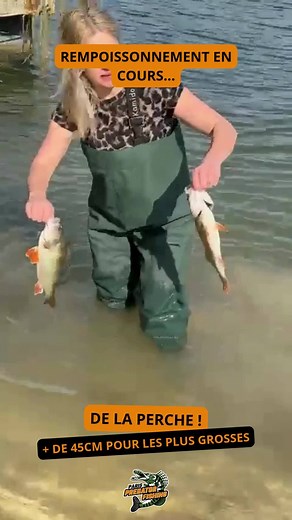 🌊 Rempoissonnement spécial Perches 45 cm ! Un ajout tout en douceur… mais qui promet de belles sensations 🎯🐟 🎣 À vous de jouer maintenant : venez tester votre technique face à ces beaux spécimens 💥 📍 Réservez votre prochaine session ici 👉 Lien en bio ! #peche #perche #pechesportive #parispredatorfishing #rempoissonnement #sessionpeche #fishinglife | Paris Predator Fishing