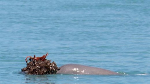 Dolphins learn how to use tools from peers, just like great apes