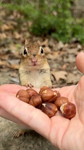 19K views · 601 reactions | CHEATER, CHEATER, PUMPKIN EATER  #funny #animals #cute #chipmunk #wildlife #humor #comedy #reels #nature | Charlie The Chipmunk | Facebook