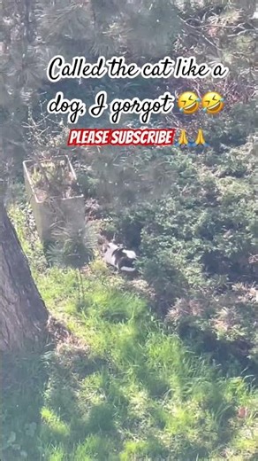 The best neighbor cat who chills under the same tree everyday #catshorts #cat #cute