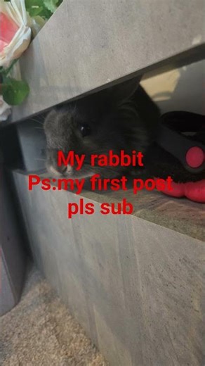 my new rabbit