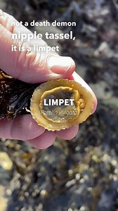 #limpets very common around the UK coast, and edible. Not the most delicious delicacy by all accounts but nonetheless a great source of free protein should you need it. Opinion differs on how to cook them but there are plenty of recipes online. *Always be very cautious when harvesting or eating shellfish and if in any doubt discard. *Always forage responsibly and only take what you need for a meal and don’t be greedy! . . . . #shellfish #molluscs#foragedfood #foragingforfood #foraging #forage #f