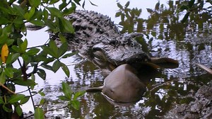 Jaws and Claws: Alligators Eat Small Sharks More Often Than We Thought