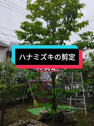 ハナミズキの剪定方法｜根元の枝整理で足元をスッキリ