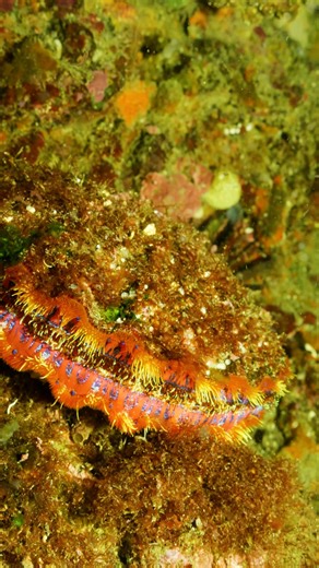 Deep underneath the waves and far from most people's minds, the ocean floor is far more complex than you may think. While the average seafloor depth is a little over 2 miles, there are trenches deeper than the height of Mt. Everest and seamounts that can lie just below the ocean's surface. With a variety of unique marine habitats, the ocean floor is home to surprising biodiversity - and new species are still constantly being discovered! Sadly, as more of the ocean is explored, the threats to the