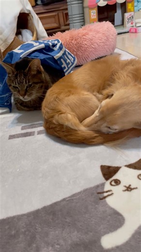 2人で一緒に丸くなる〜 #cute #犬と猫どっちも飼ってると毎日たのしい #lovelypets #cutepets #癒しのペット #funnyanimal #面白ペット #犬猫がいる生活 #犬猫