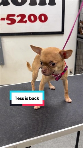 Tess the Chihuahua Returns: Puppy Grooming & Cute Apple-Head Moments