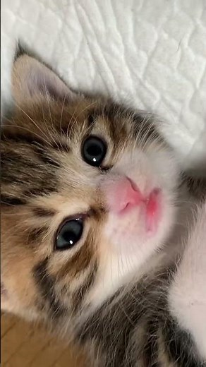 Get Ready to Melt! See This Cat Up Close 😻