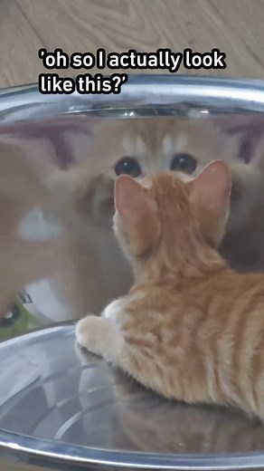 when will my reflection show who I am inside? | 9GAG Cute