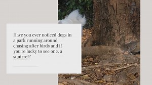 Why do dogs hate/chase squirrels?