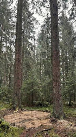 Building a Barrel Shelter in the Forest #diycraft #timelapseconstruction #montagem #diyprojects