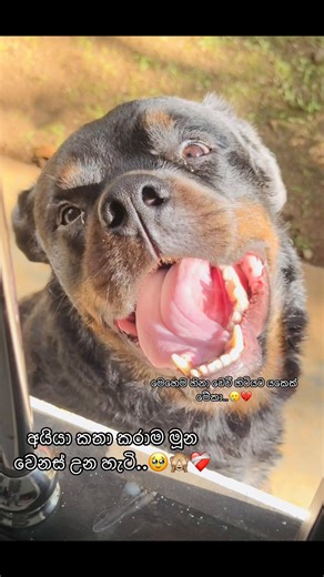 Akio the Rottweiler: A Heartfelt Journey