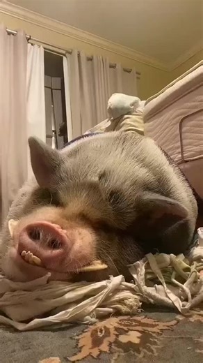 Little Pig Center on TikTok