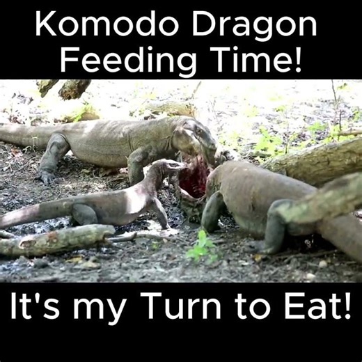 Stop Assuming Komodo Dragons Are Slow Eaters: The Real Hunting Secret (SPEED) Revealed!