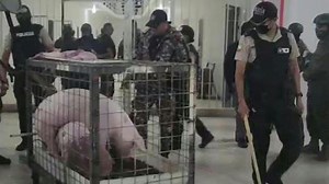 🐖 🐖 Police and military personnel find two caged pigs during a search in the Bellavista prison in western Ecuador, where riots have left 420 inmates dead since 2021. | AFP News Agency