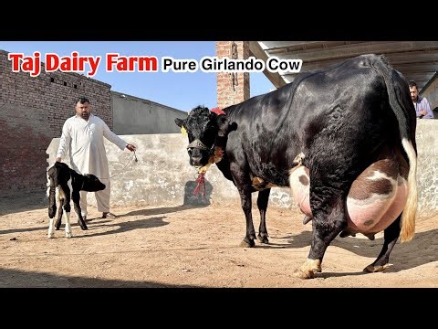 Girlando Cow For Sale In Pakistan | Jersey Cow | Sasti Girlando | Taj Dairy Farm | Pk Janwar Mandi