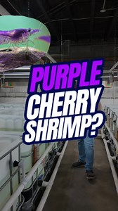 Have you ever seen a Purple "cherry shrimp" before? Shop Cherry Shrimp 🔗 https://bit.ly/44BsINr Shop ALL neocaridina https://bit.ly/40s9Sbv Other Helpful Links: 🔔 Subscribe and follow along on our journey: https://bit.ly/485ea8U 👪 Become a part of our Exclusive Shrimp Family: https://www.youtube.com/channel/UCwqXcfzaWIkNPtvlYuLb1Dg/join 🦐 Shop shrimp, fish, snails, plants and more from our online store: https://bit.ly/3Gw0fxm 🏆Find our why we are the best place to buy shrimp from in the USA