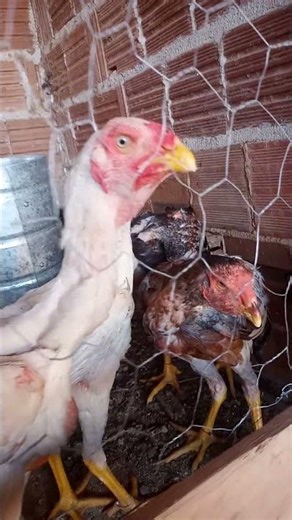 Will they turn out well? Giant Indian cubs at 5 months old.