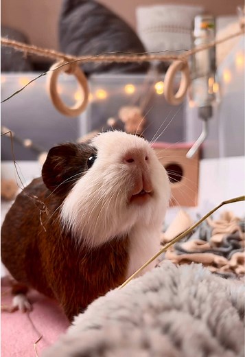 Loudest Guinea Pig Squeak Captured in ASMR