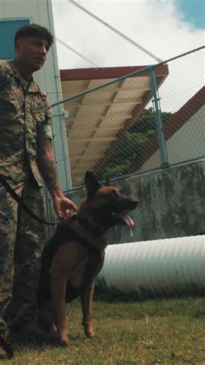 U.S. Marines with the Provost Marshal’s Office K-9, Bravo Company, Headquarters and Service Battalion, Marine Corps Installations Pacific, conduct military working dog (MWD) training at Camp Hansen, Okinawa, Japan, Aug. 29, 2025. MWDs are trained to search vehicles, open areas, buildings, and other locations for explosives or illegal drugs, and are evaluated through detection and validation exercises to ensure operational readiness. The training also included controlled aggression drills, basic 