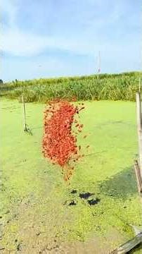 Smart Farming: Feeding Turtles with Crayfish? Genius Technique in Action! #works