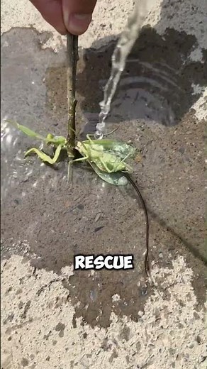 Parasite Inside a Praying Mantis’ Abdomen