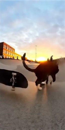 Cat Manuals Across Rooftop on Skateboard to Filthy Bass Drop