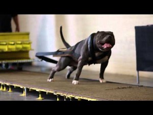 PITBULL WEIGHT PULLING SHOW