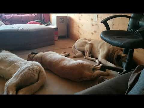 All About Anatolian Shepherds