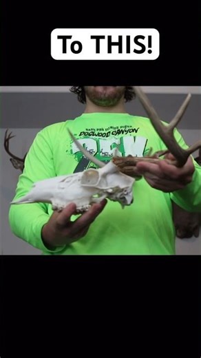 How to DIY European Mount a deer! #european #skull #taxidermy #hunting #whitetail