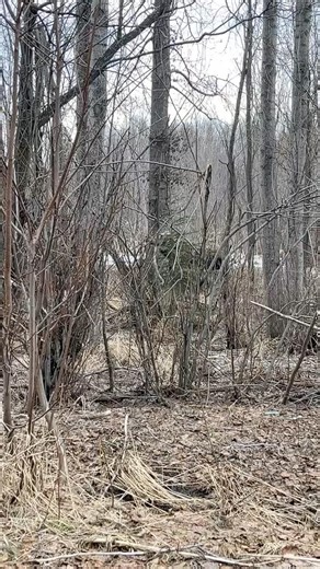 #Alaska Moose Wandering in the Trees to Browse for Food | Campbell Creek Trail, #Anchorage